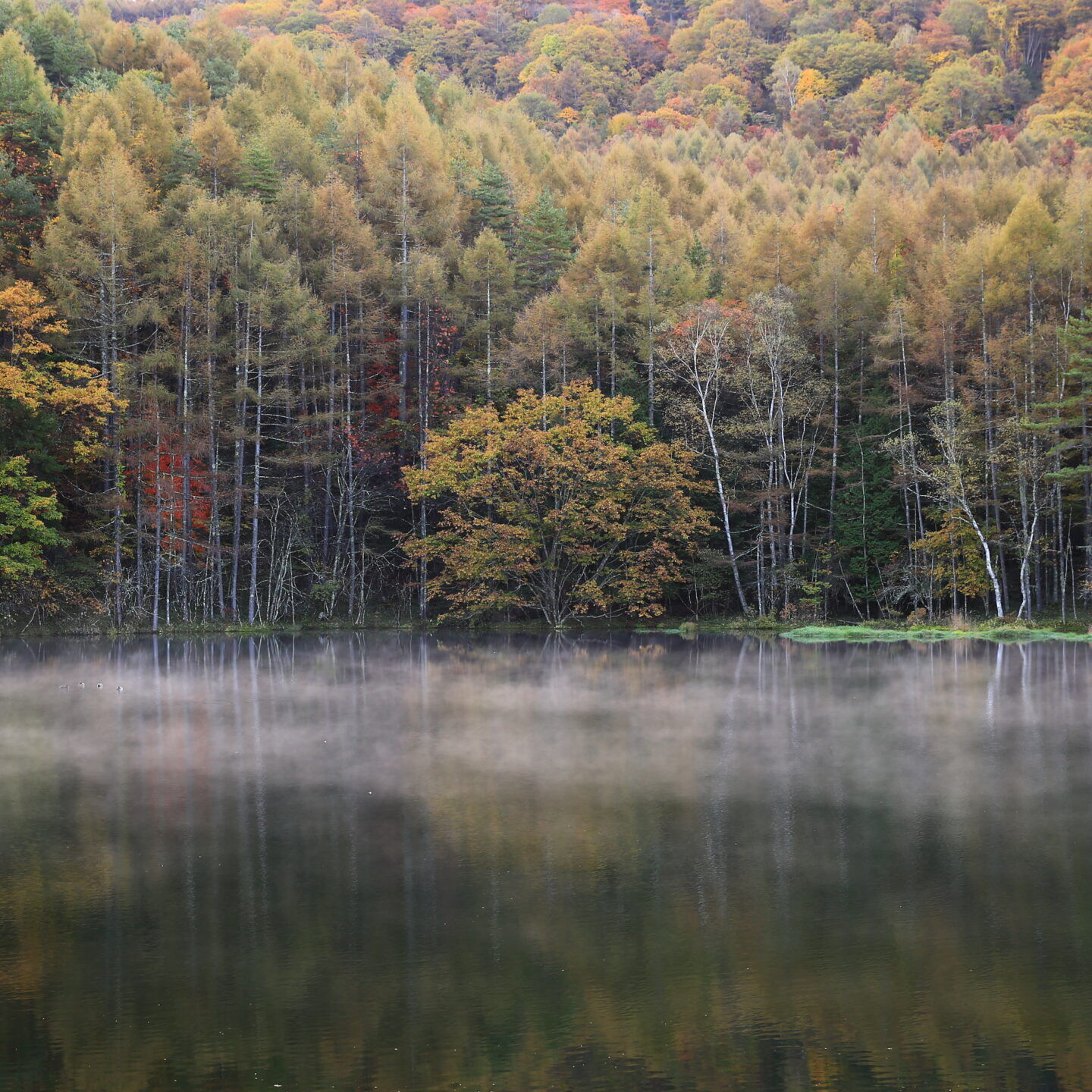 秋彩に響く森の調べ