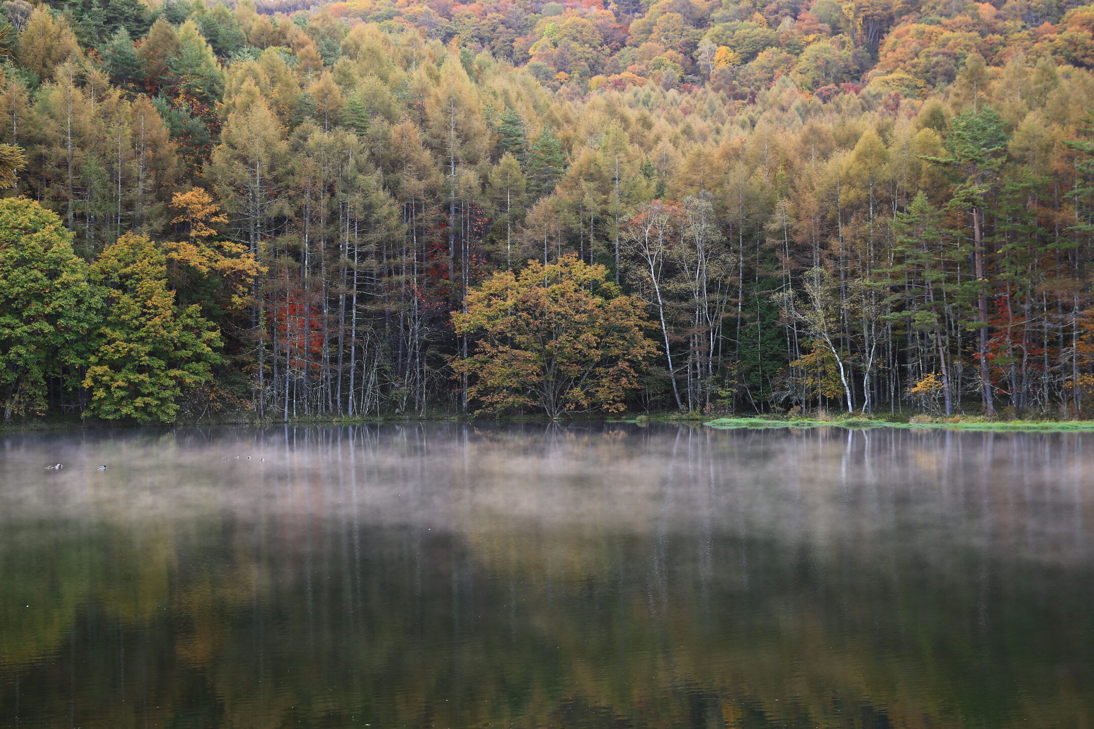 秋彩に響く森の調べ