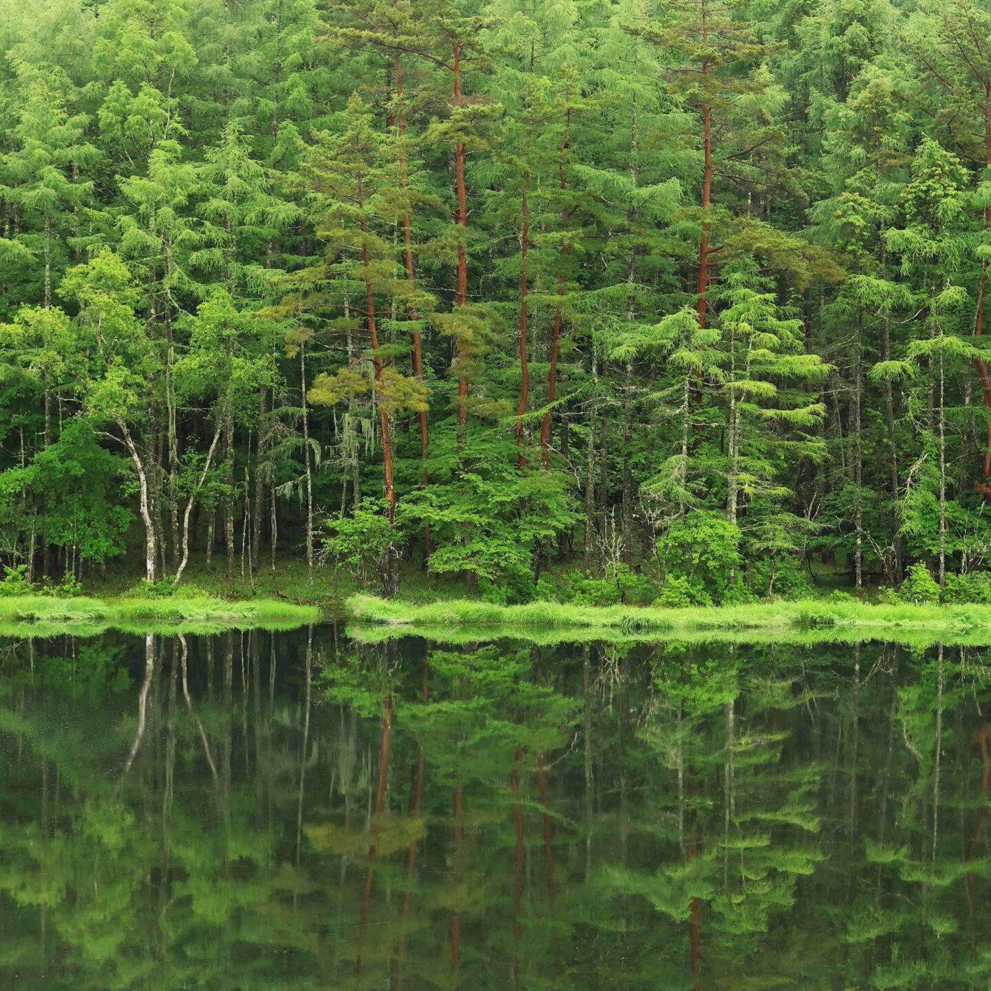 緑が響く静寂の共鳴