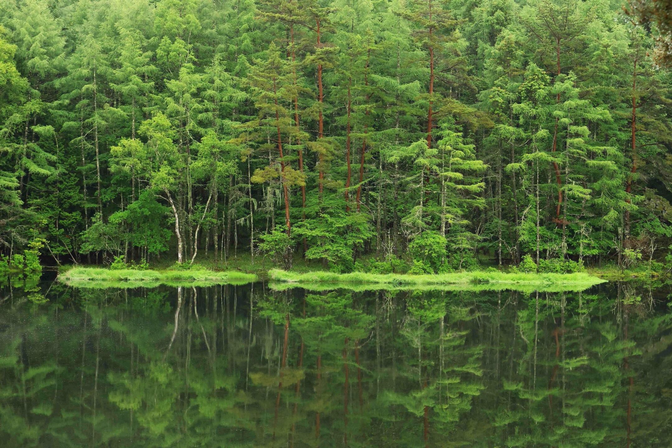 緑が響く静寂の共鳴